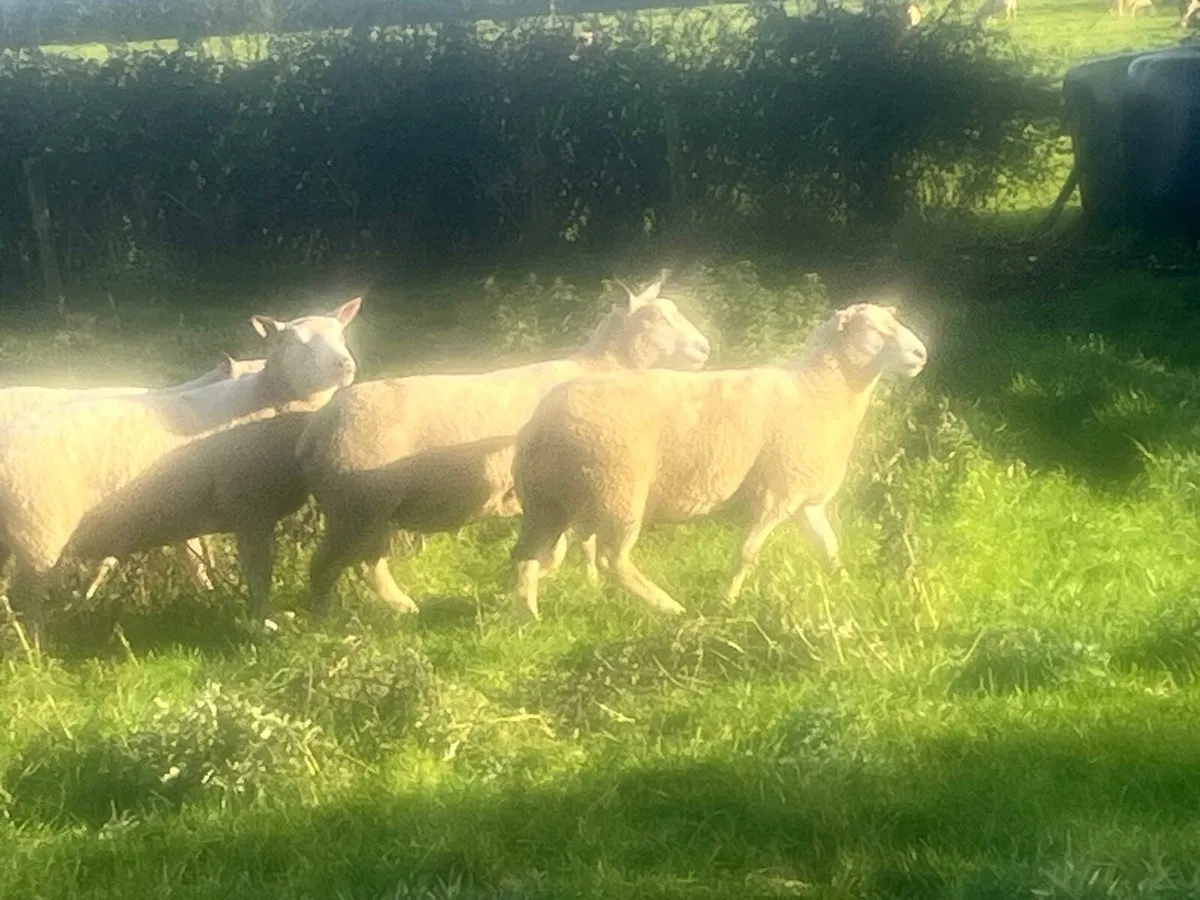 Charlollais Rams - Image 2