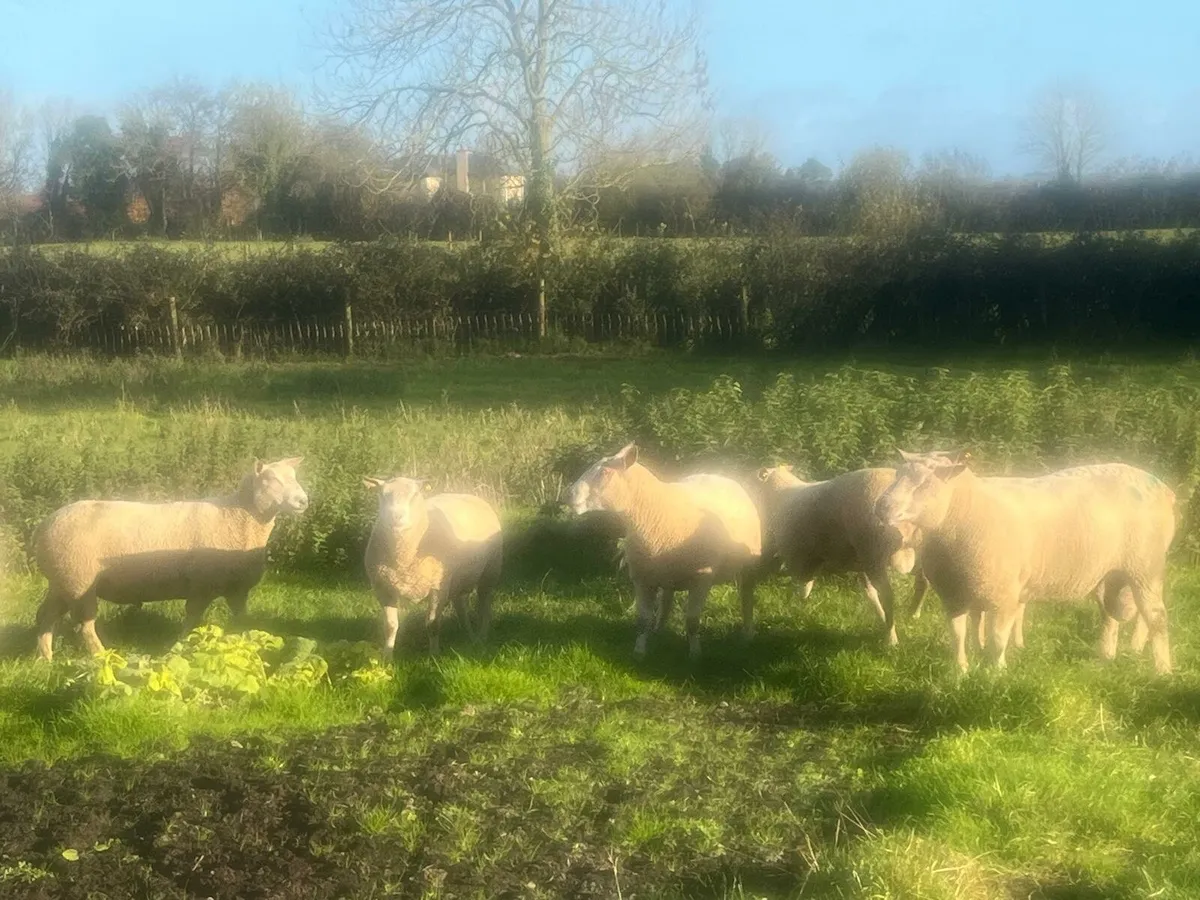 Charlollais Rams - Image 1