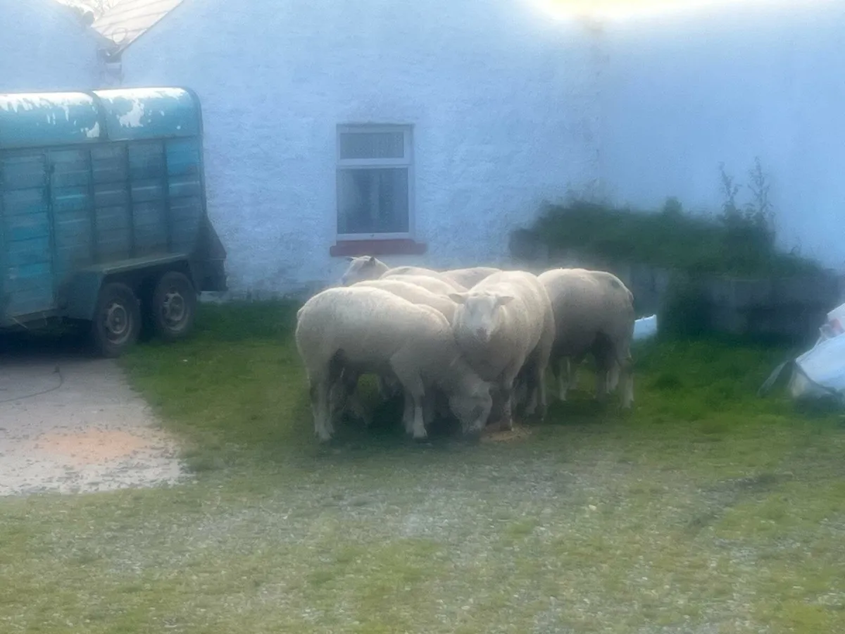 Charlollais Rams - Image 3