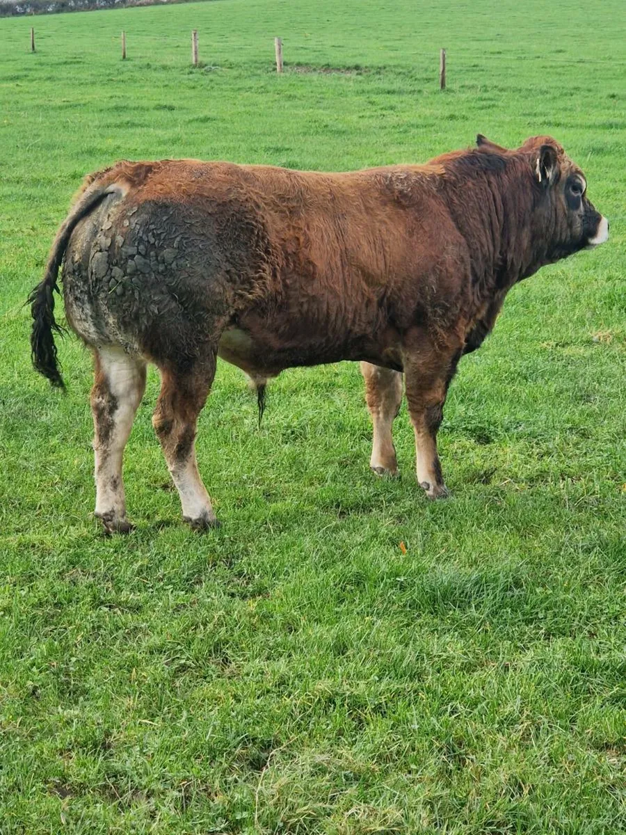 Pedigree Parthenaise cows and bulls - Image 3