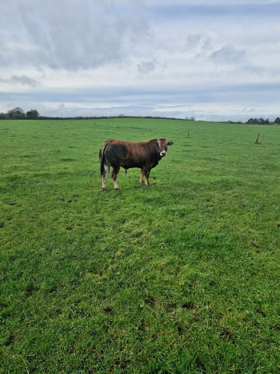 Pedigree Parthenaise cows and bulls - Image 1