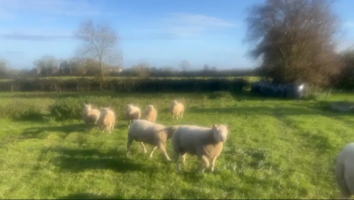 Charlollais Rams - Image 4