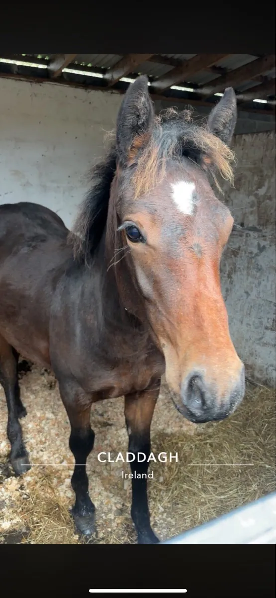 Connamara x draft - Image 3