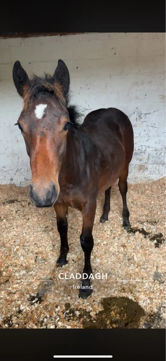 Connamara x draft - Image 1