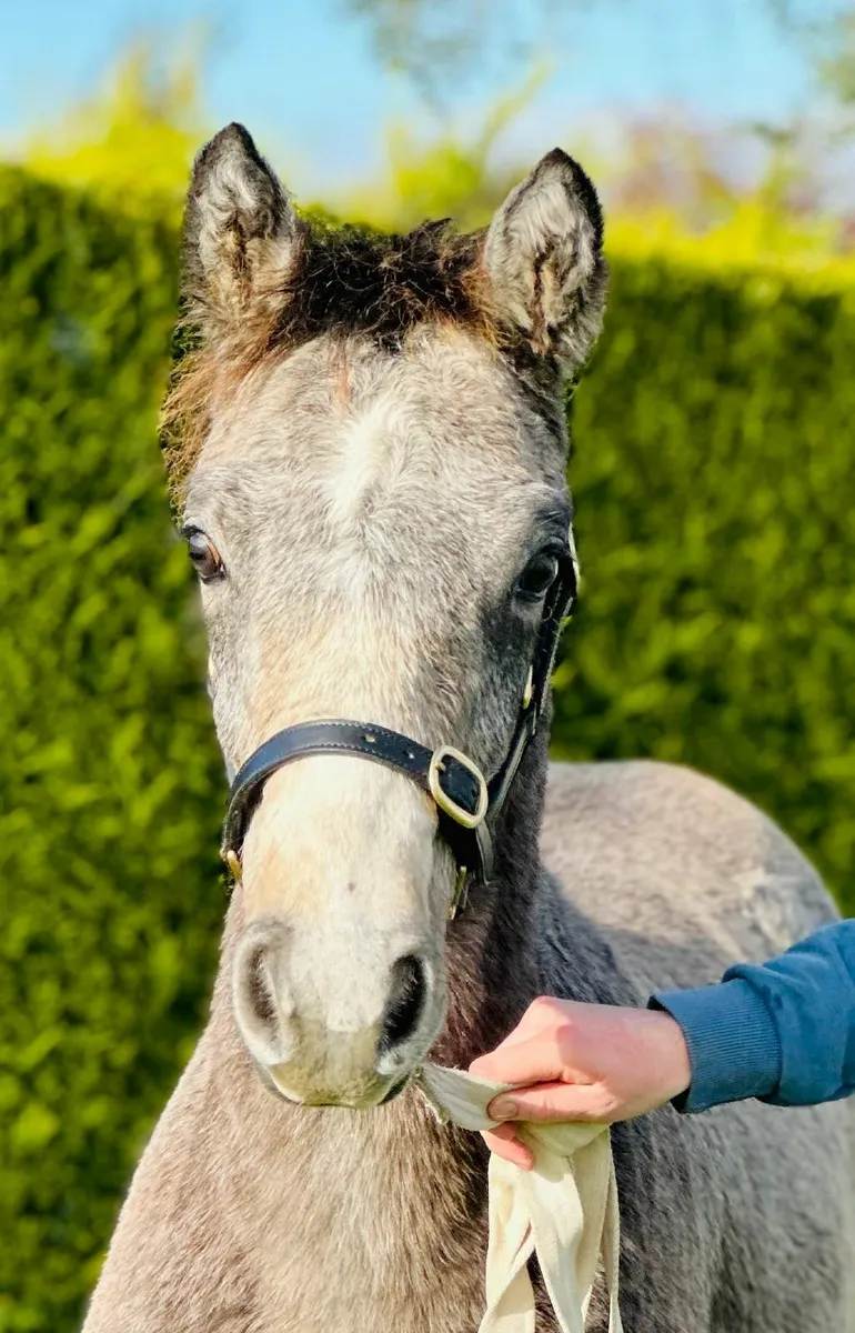 Connemara Filly Foal - Image 3