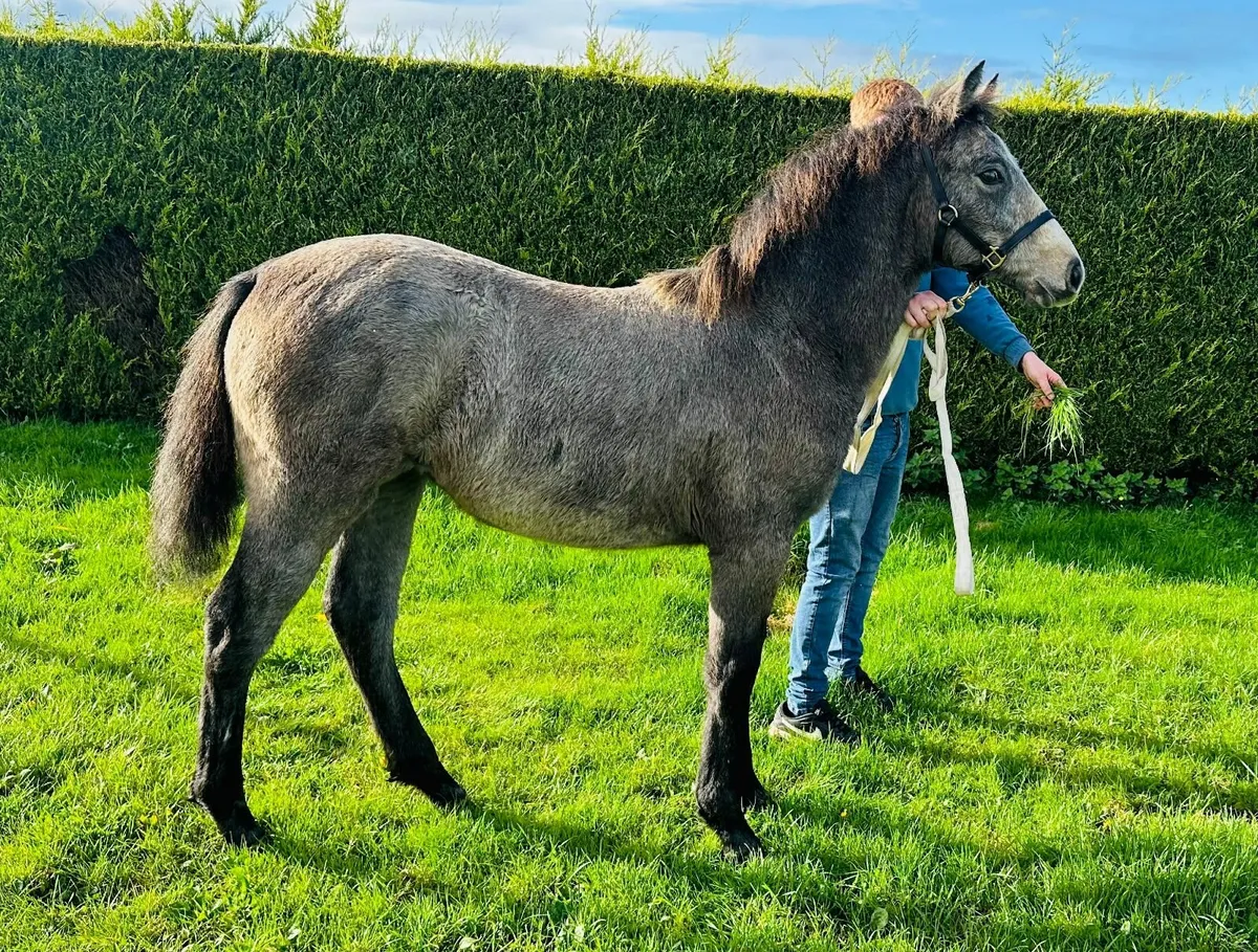 Connemara Filly Foal - Image 4