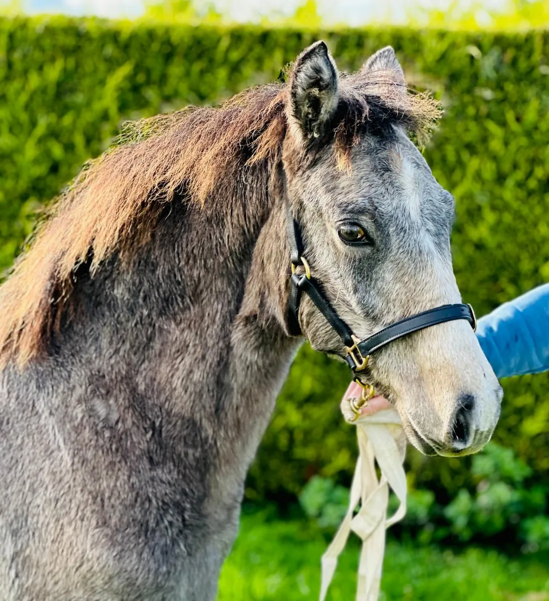 Connemara Filly Foal - Image 2