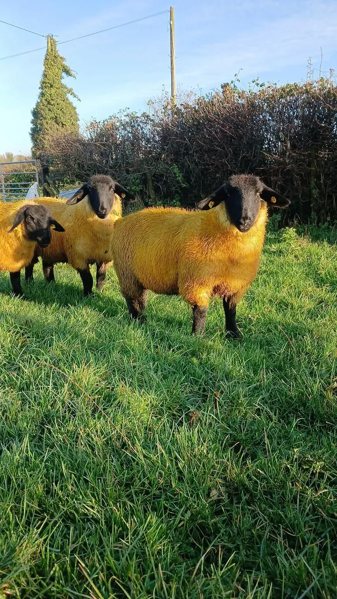 3 PBR Suffolk Ewe lambs - Image 1