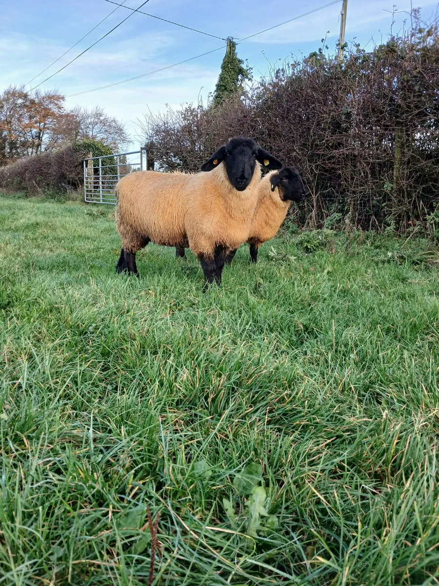3 PBR Suffolk Ewe lambs - Image 2