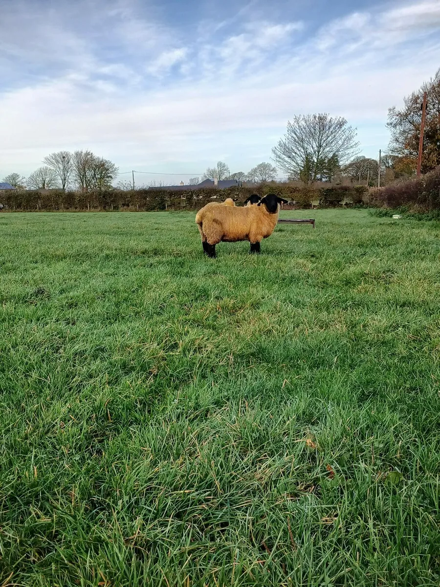 3 PBR Suffolk Ewe lambs - Image 3