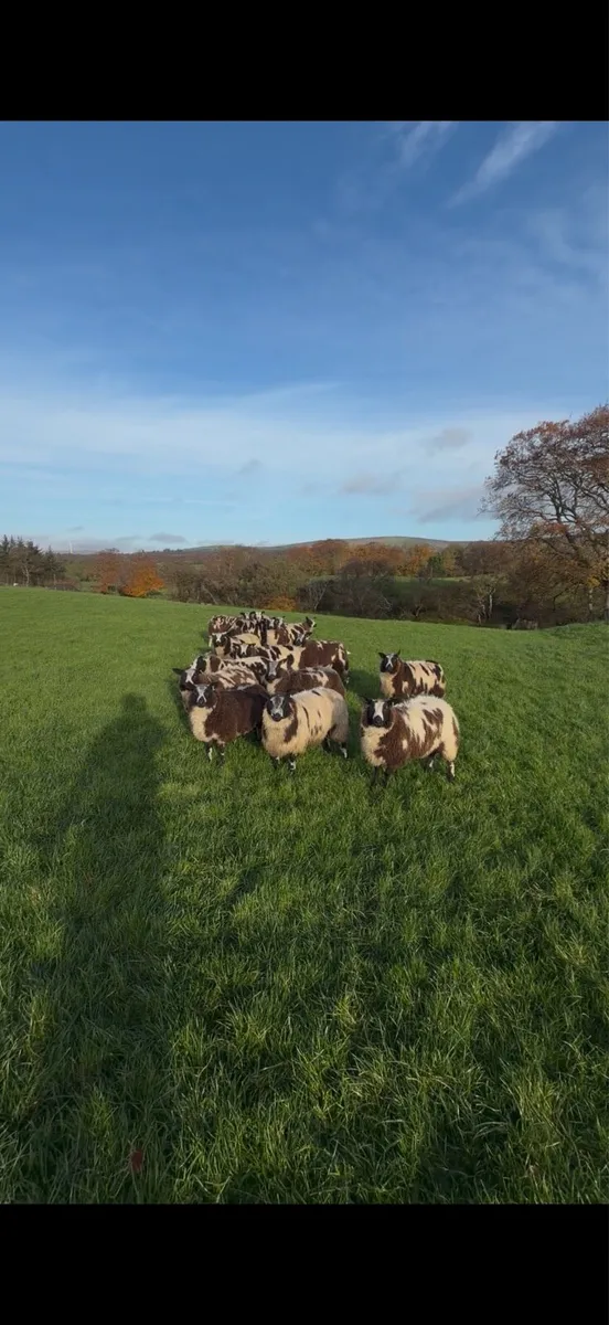 Dutch spotted and badger face texel ewe lambs - Image 1