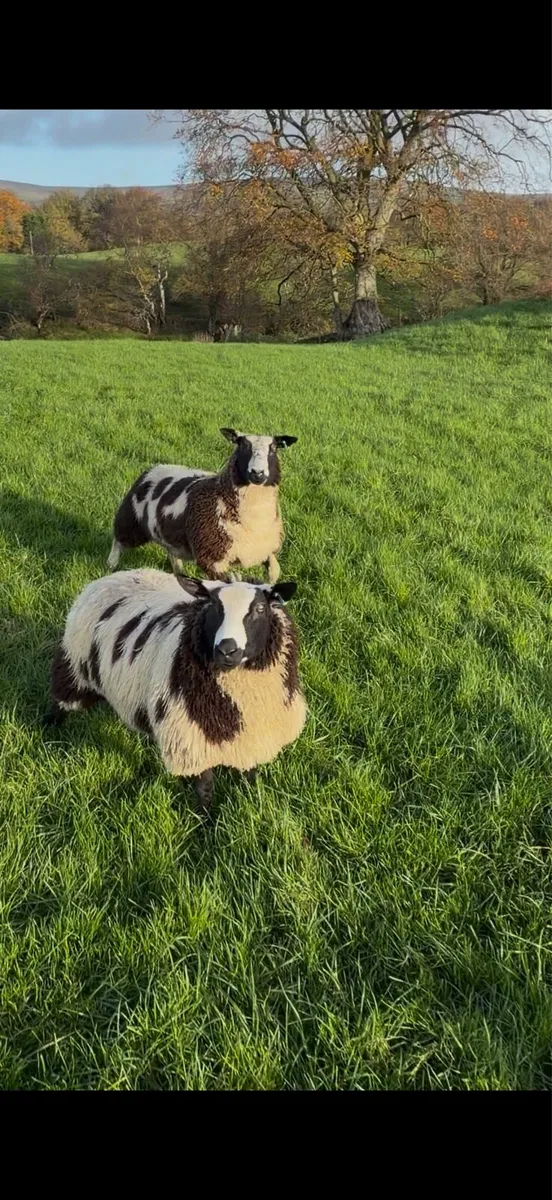 Dutch spotted and badger face texel ewe lambs - Image 2