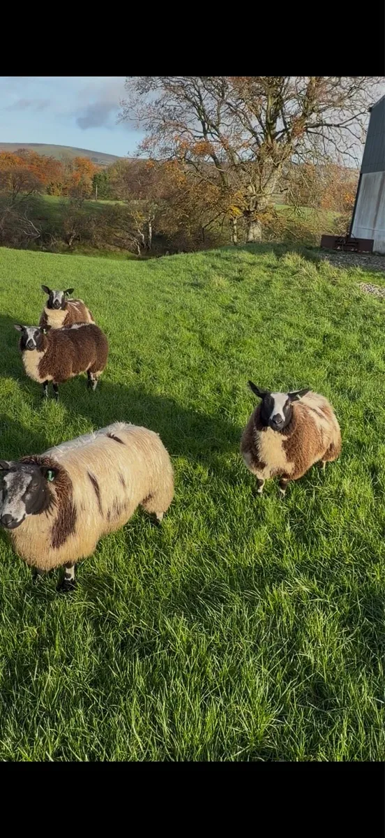 Dutch spotted and badger face texel ewe lambs - Image 3