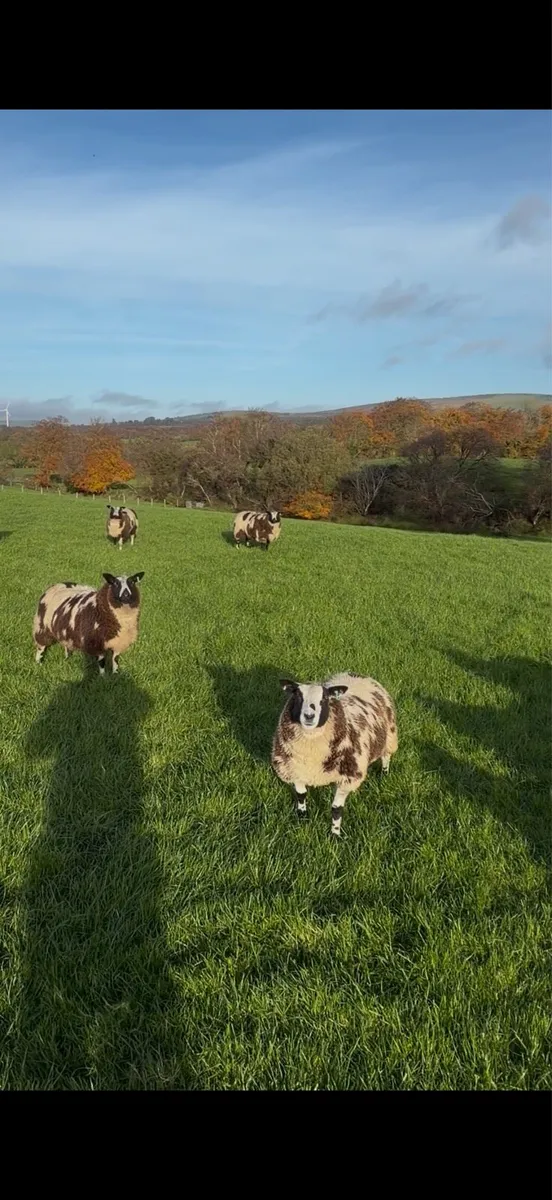 Dutch spotted and badger face texel ewe lambs - Image 4