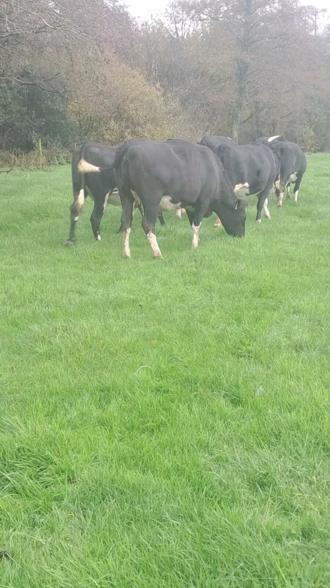 Incalf heifers - Image 1