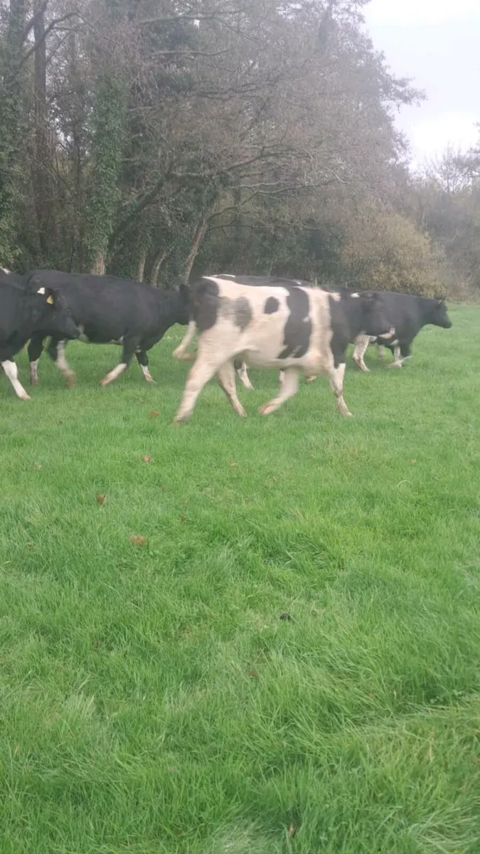 Incalf heifers - Image 2