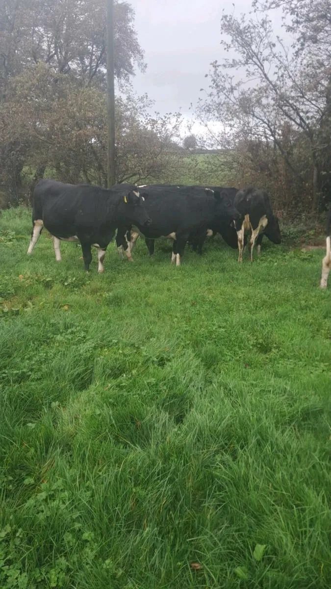 Incalf heifers - Image 3