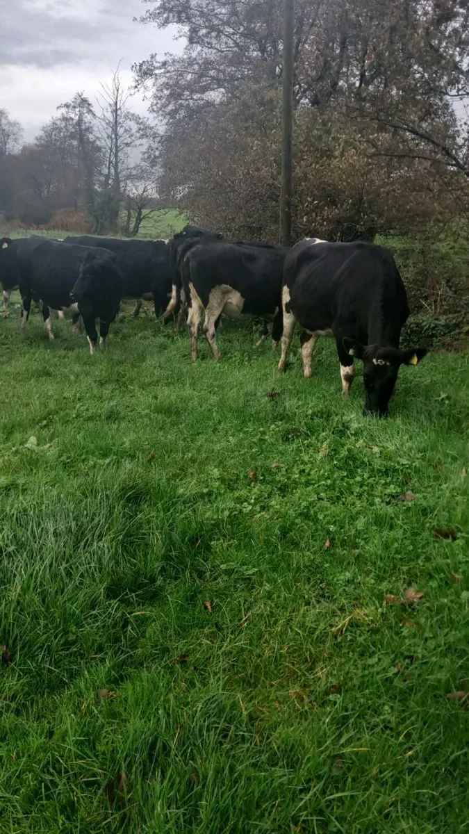 Incalf heifers - Image 4