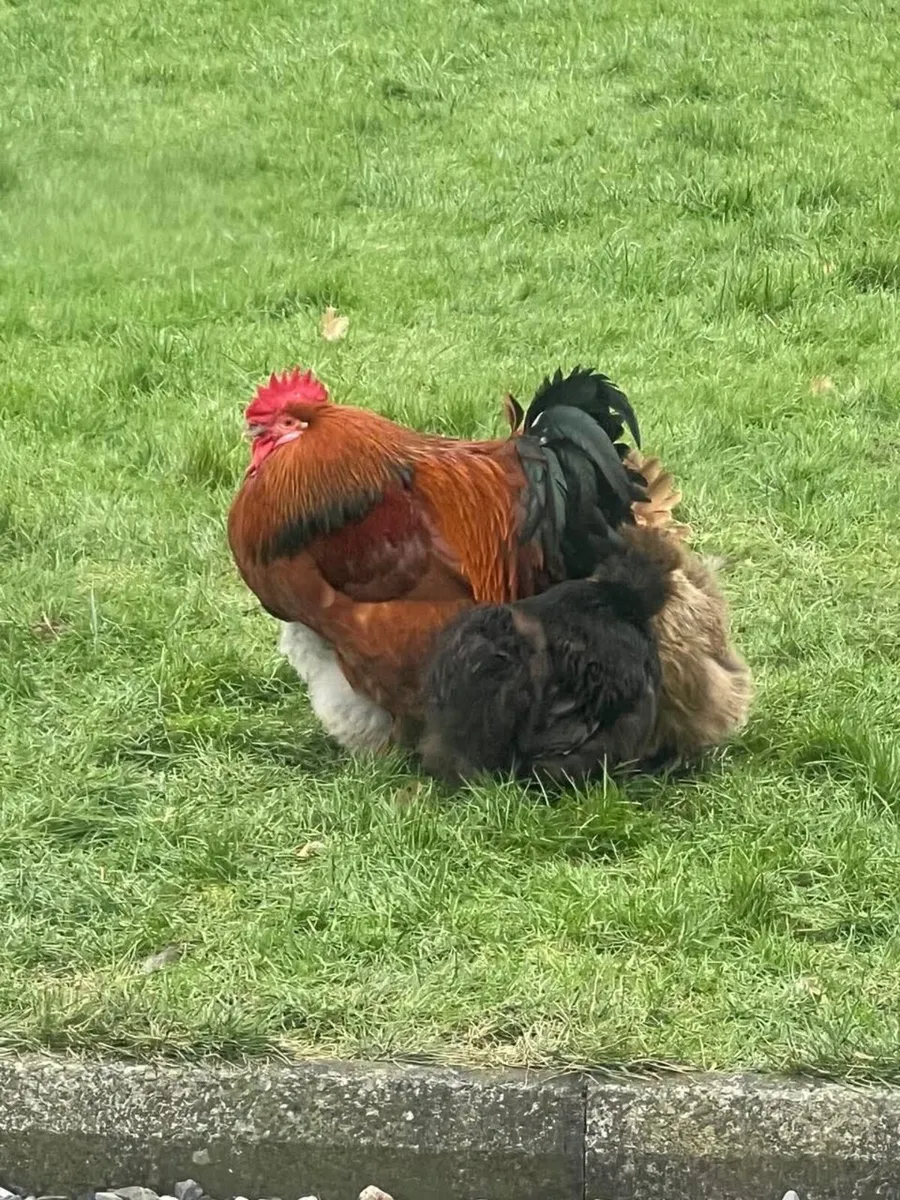 Rooster Brahma mix free - Image 2