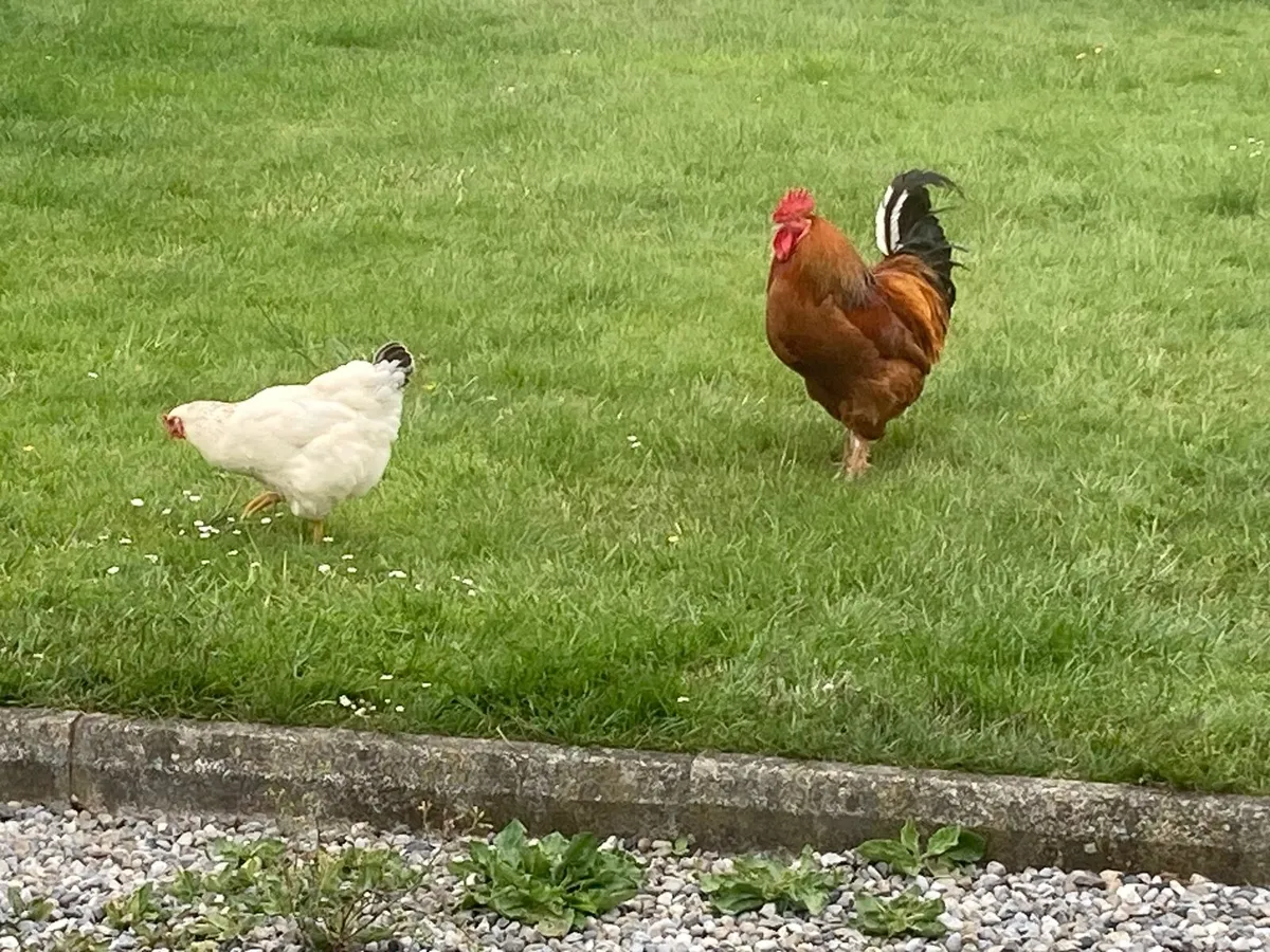 Rooster Brahma mix free - Image 3