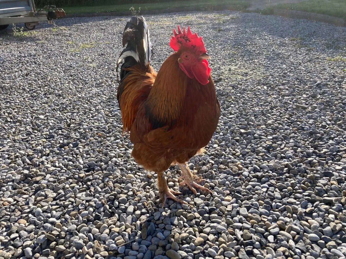 Rooster Brahma mix free - Image 1