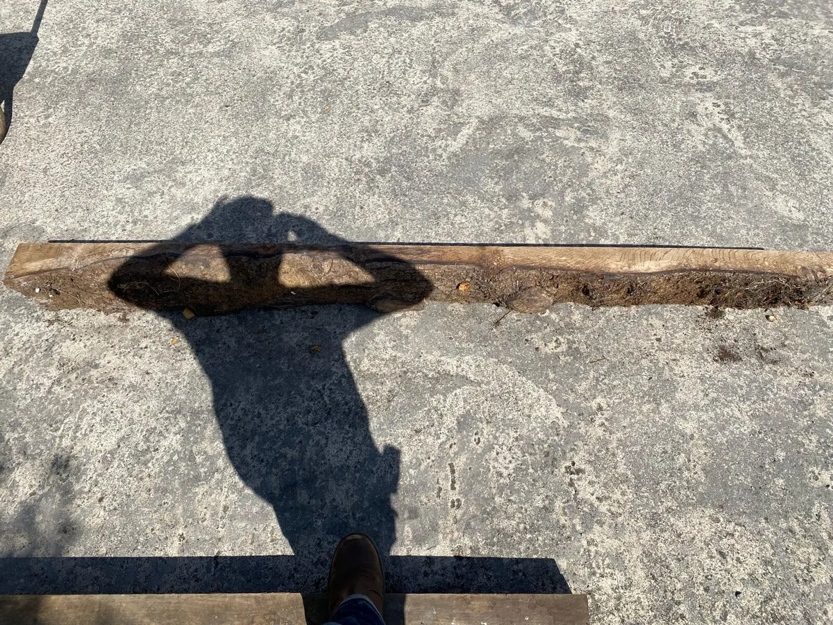Live edge oak slabs 8” x 4” by 2meters - Image 3
