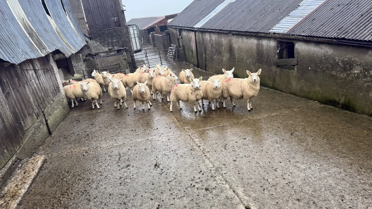 Cheviot ewe lambs - Image 1