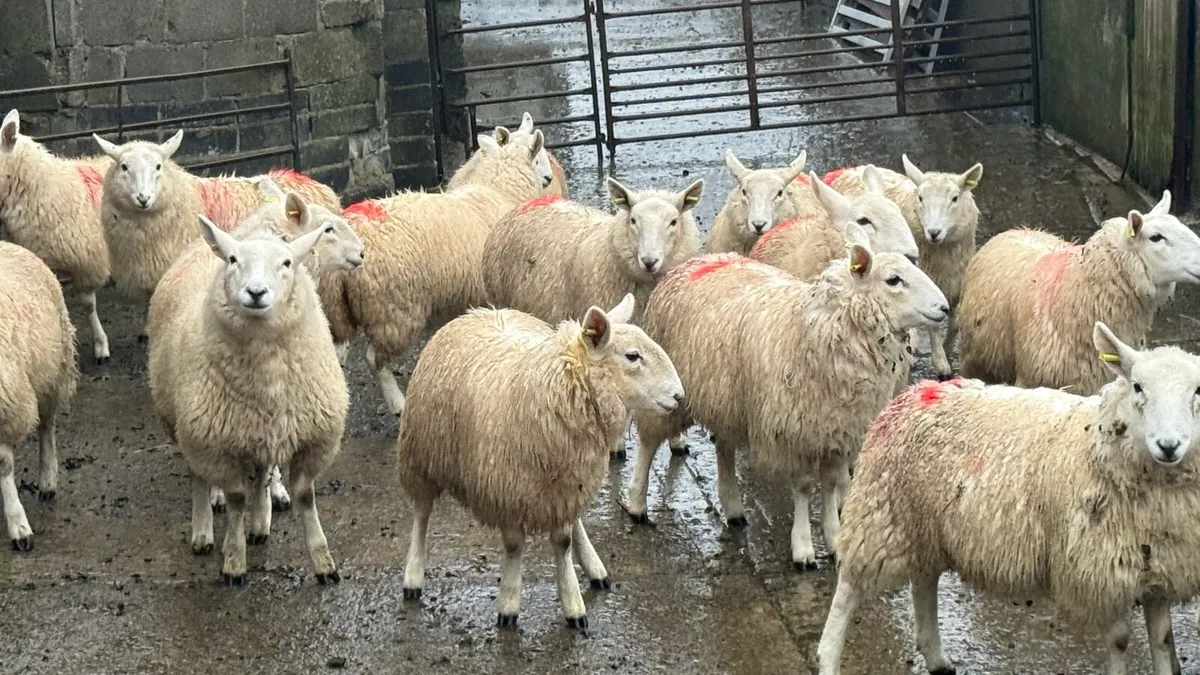Cheviot ewe lambs - Image 2