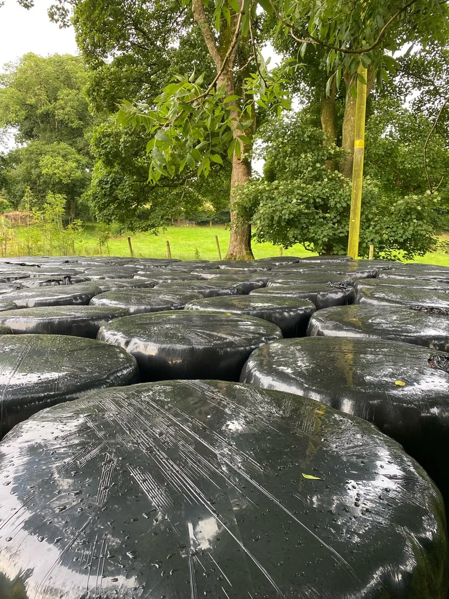 Top Quality Haylage - Image 2