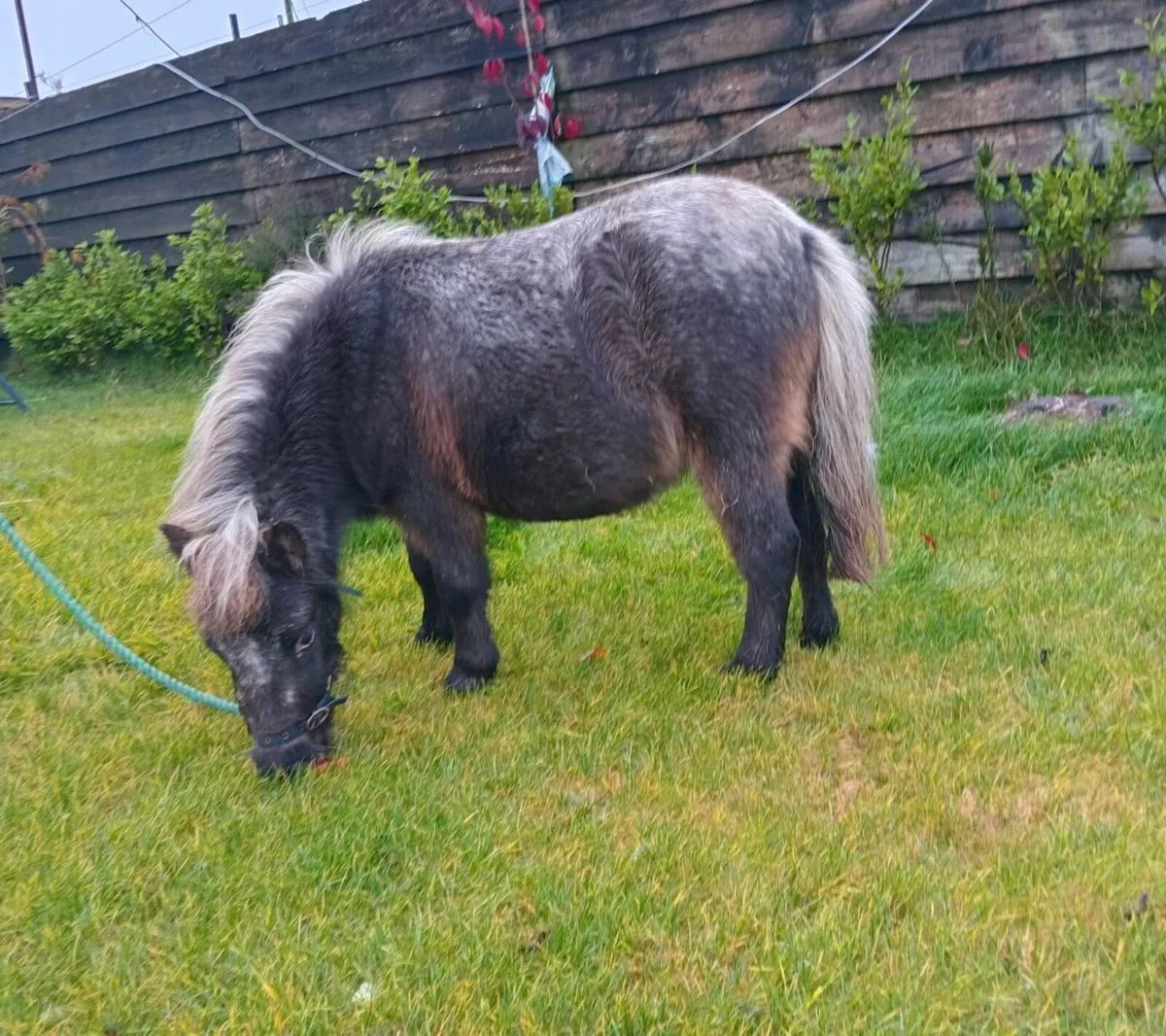 Meg/ 3 yr old miniature, 32inchs aprox - Image 1