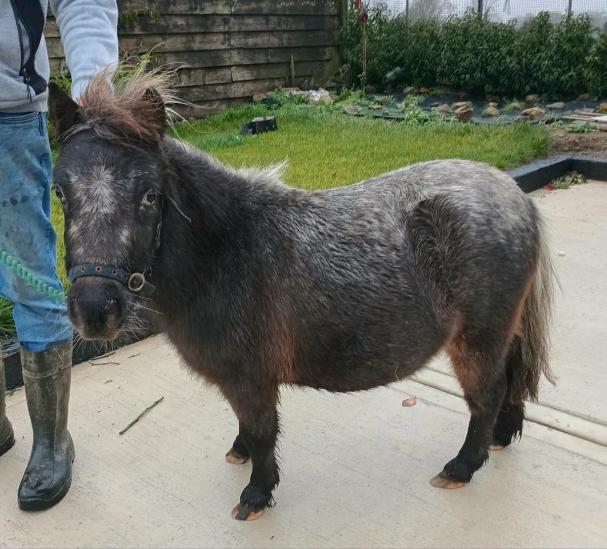 Meg/ 3 yr old miniature, 32inchs aprox - Image 2