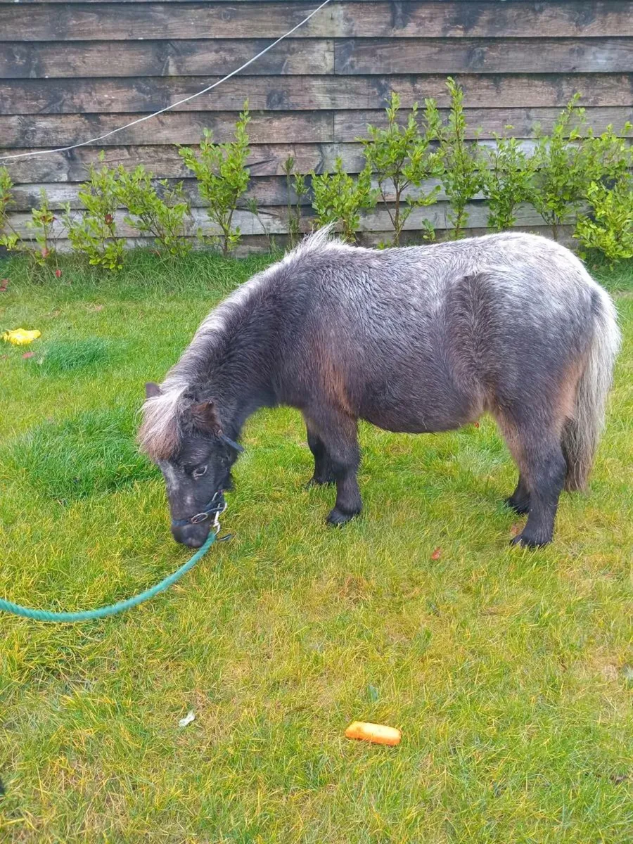 Meg/ 3 yr old miniature, 32inchs aprox - Image 3