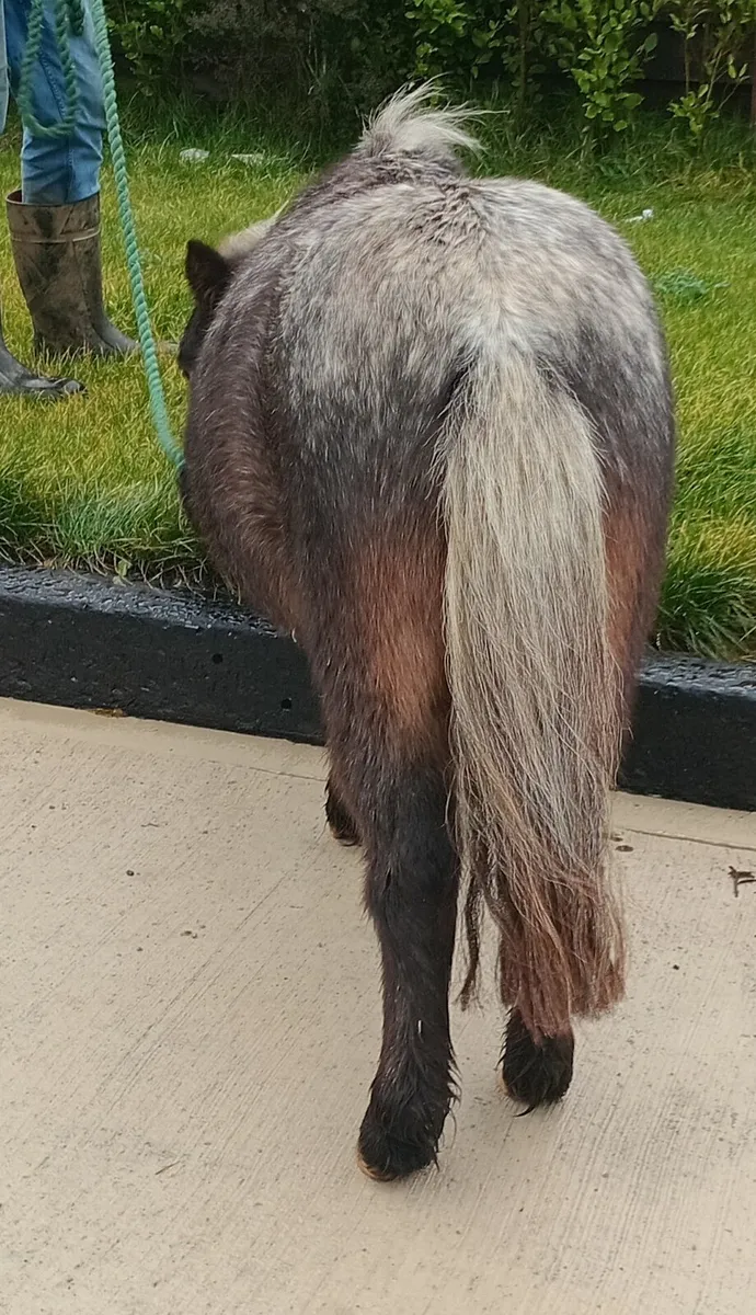 Meg/ 3 yr old miniature, 32inchs aprox - Image 4