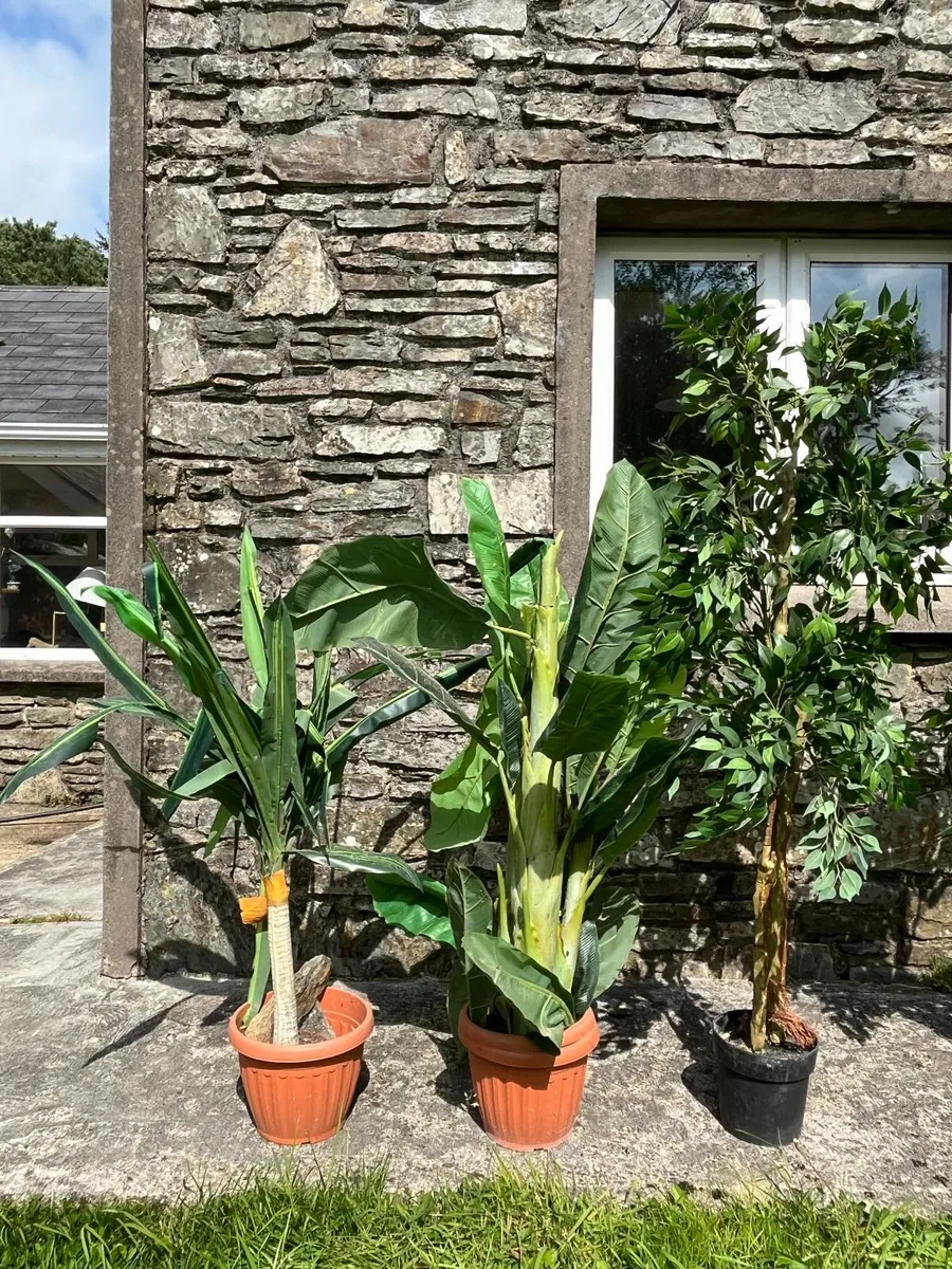 Artificial Indoor Plants (Banana and Ficus trees) - Image 3