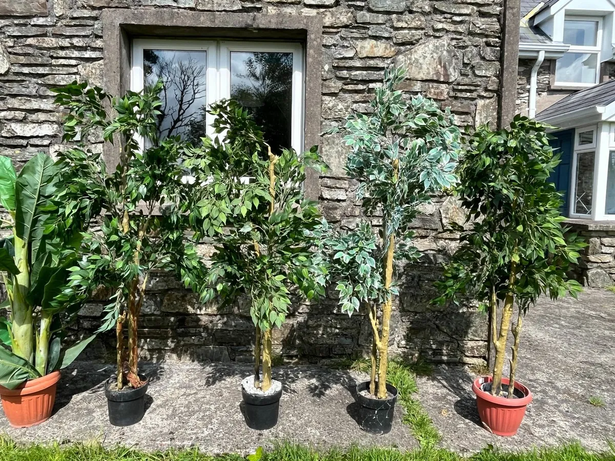 Artificial Indoor Plants (Banana and Ficus trees) - Image 4