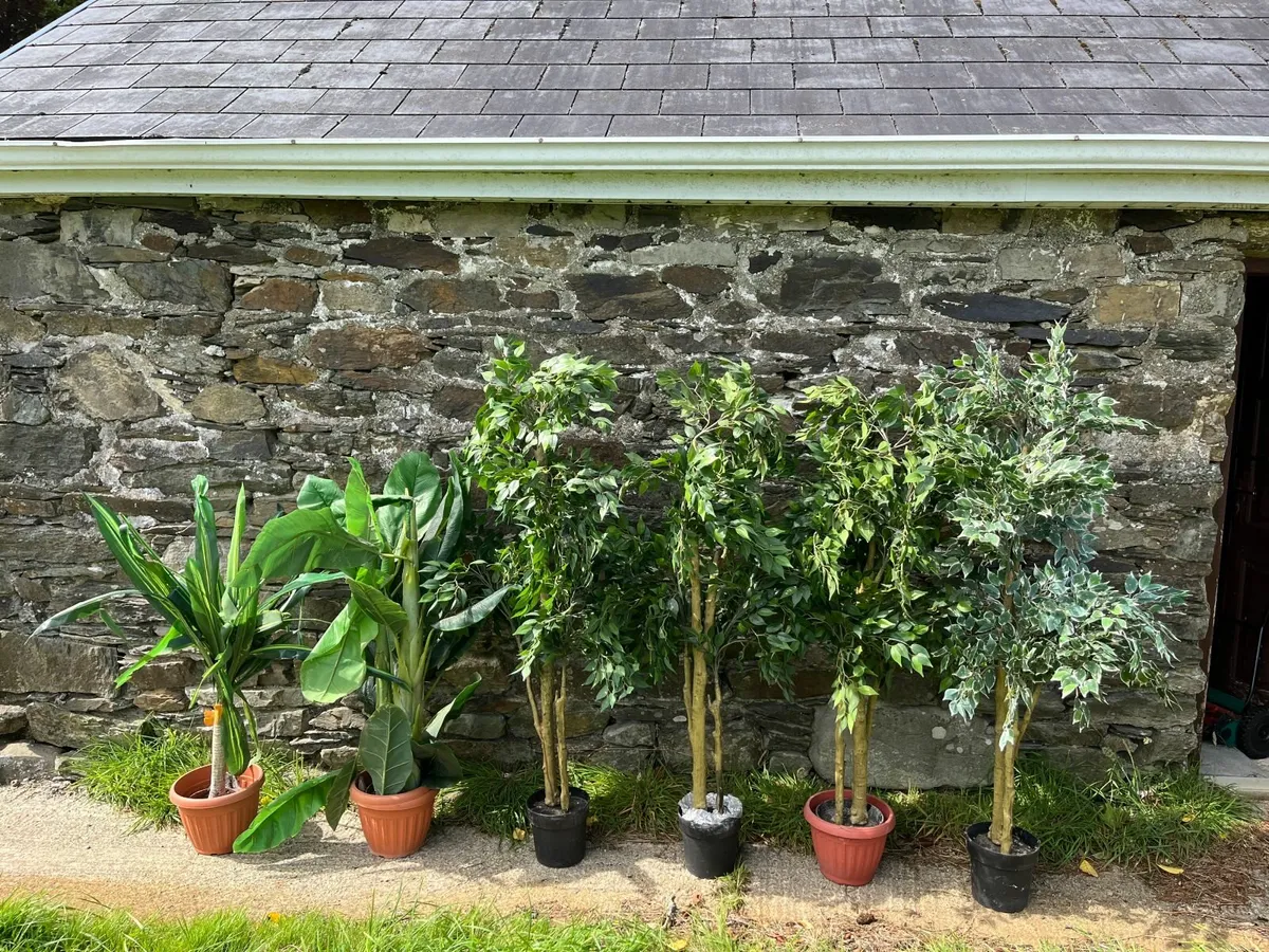 Artificial Indoor Plants (Banana and Ficus trees) - Image 1