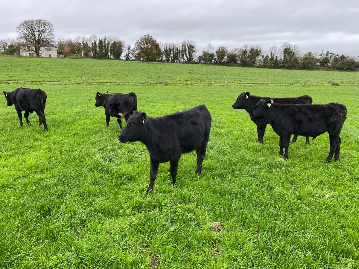 AA weanlings For Sale - Image 1