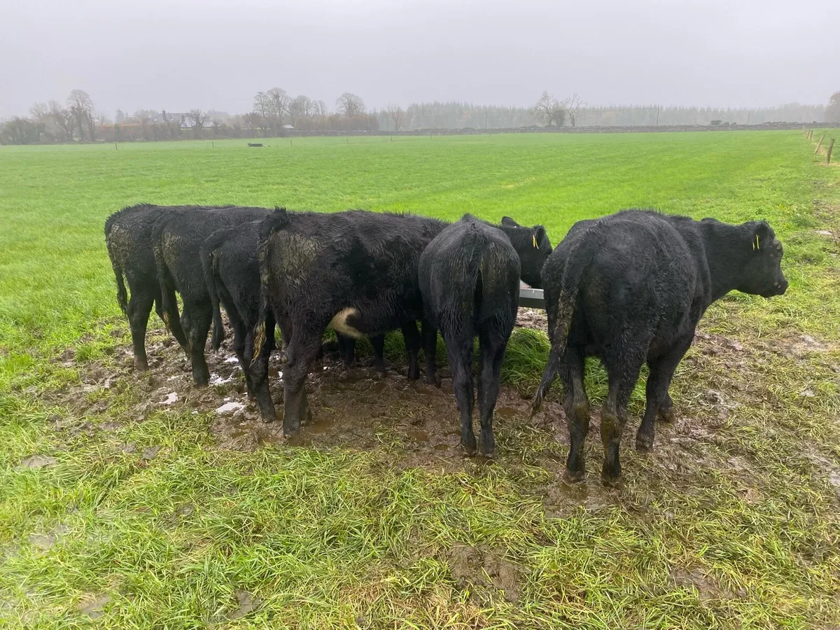 AA weanlings For Sale - Image 2