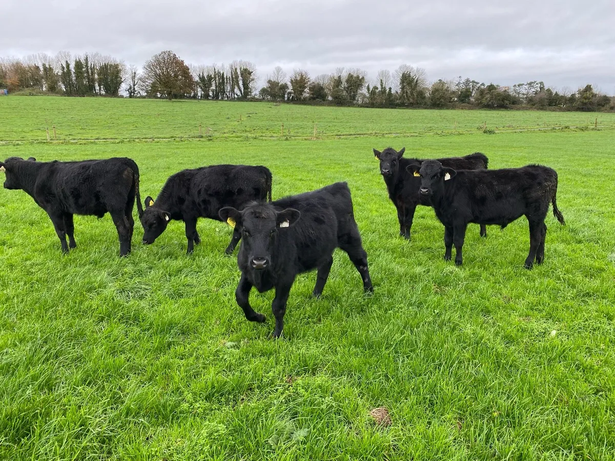 AA weanlings For Sale - Image 3