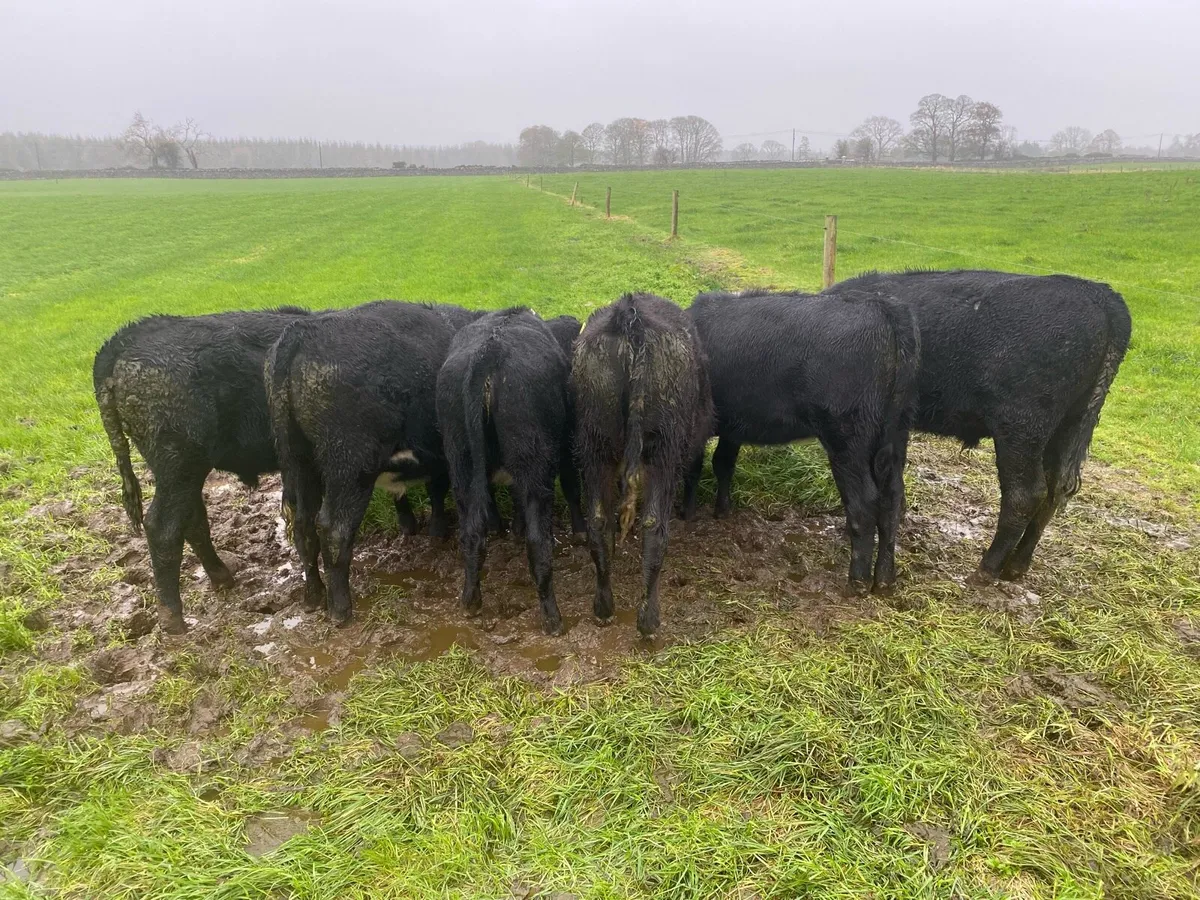 AA weanlings For Sale - Image 4