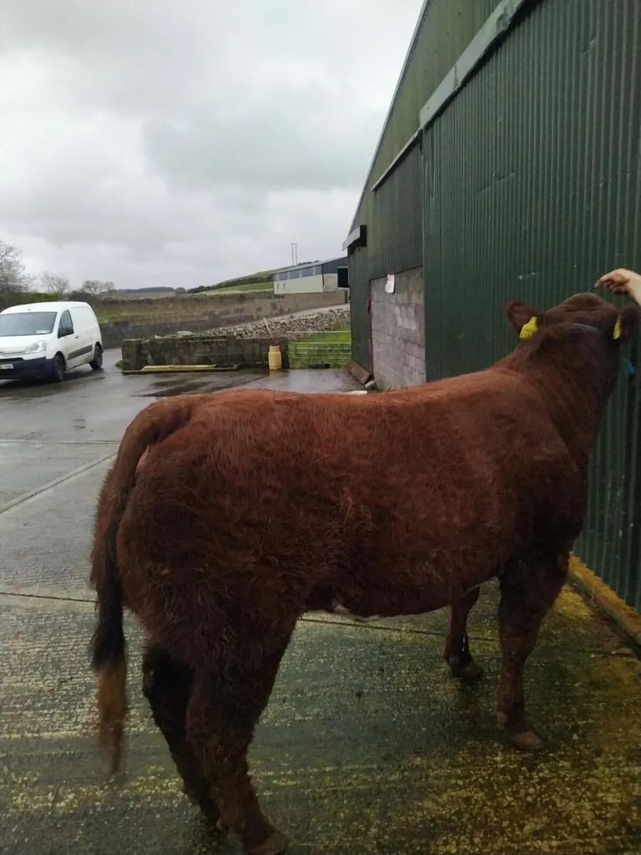 Show / Breeding hefeir - Image 1