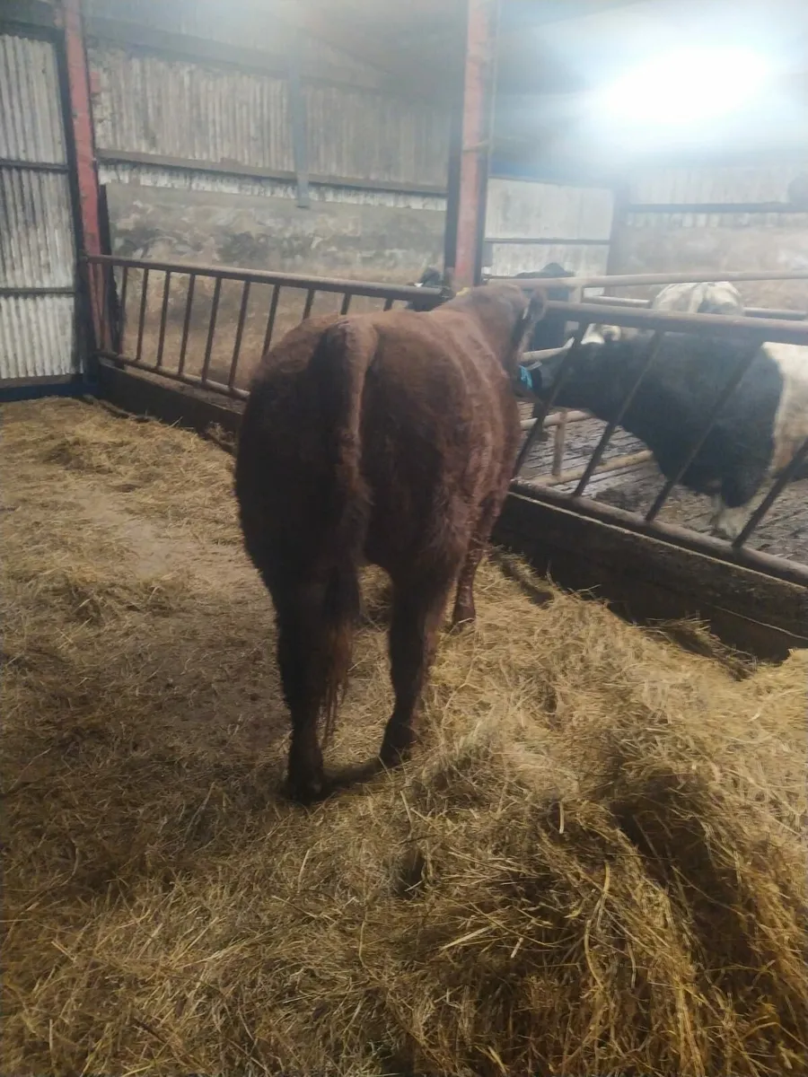 Show / Breeding hefeir - Image 2