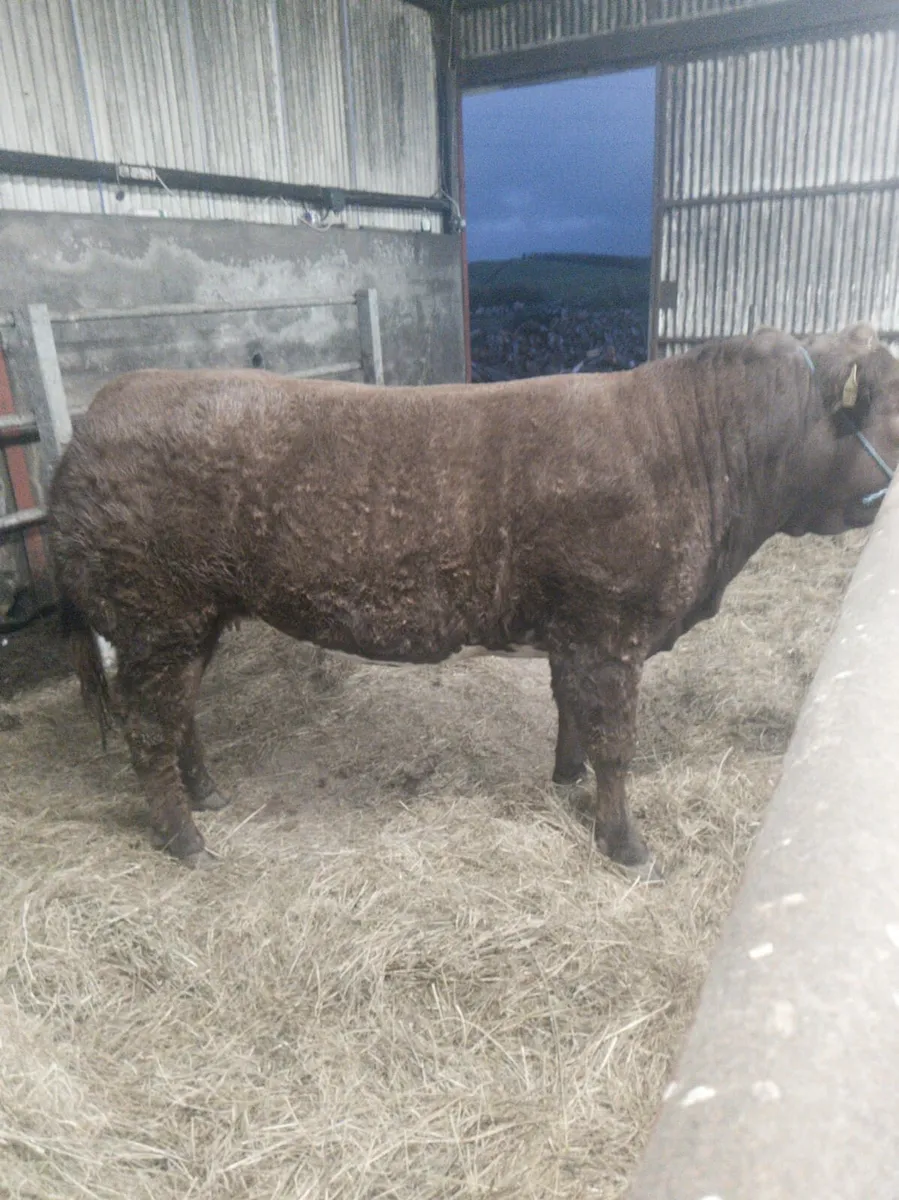 Show / Breeding hefeir - Image 3