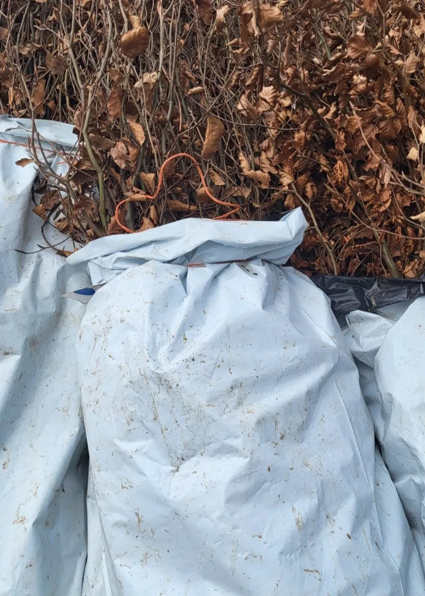 Bareroot beech for sale - Image 2