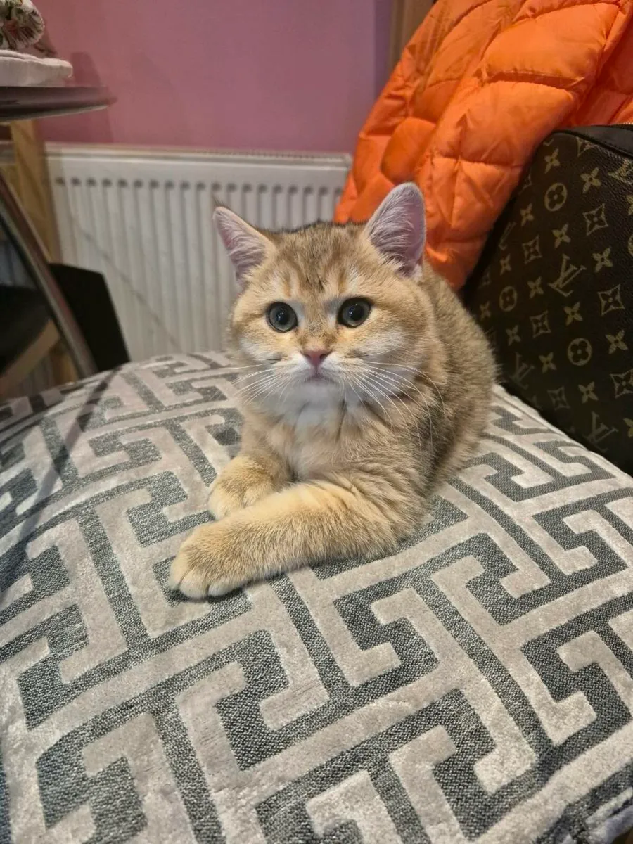 Golden short-hair british kittens - Image 3