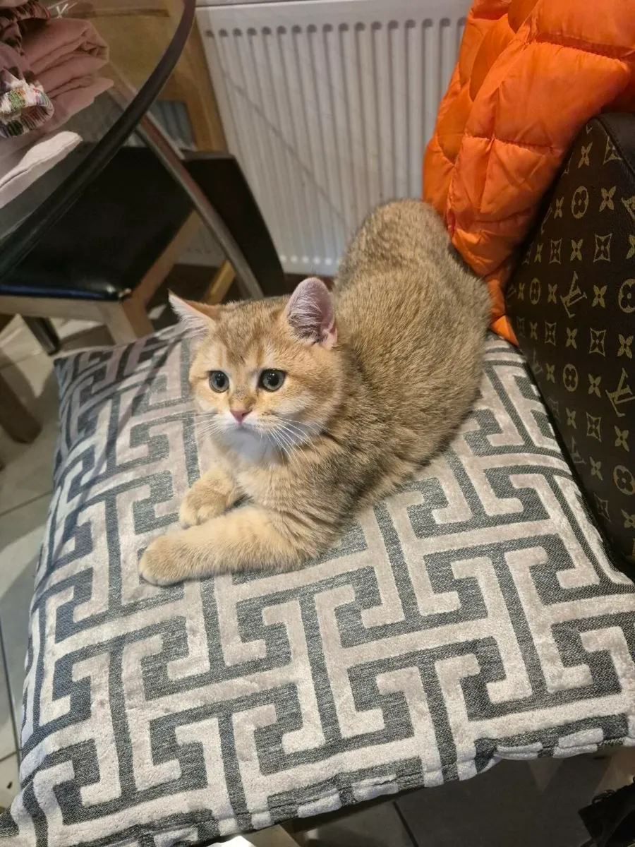 Golden short-hair british kittens - Image 4