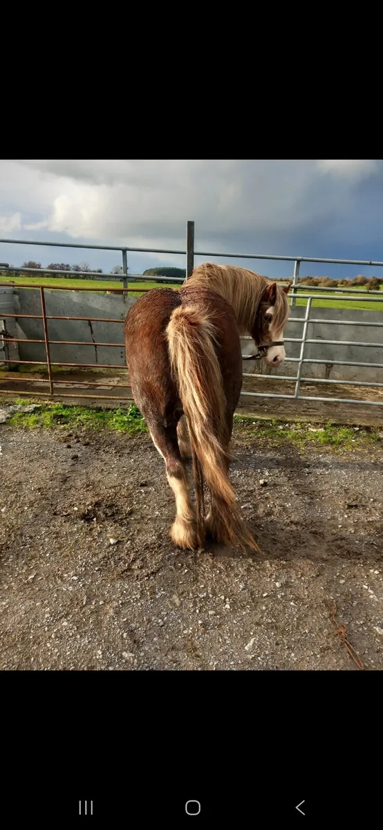 5 year old filly - Image 2