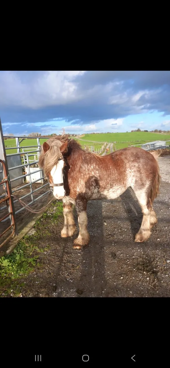 5 year old filly - Image 3