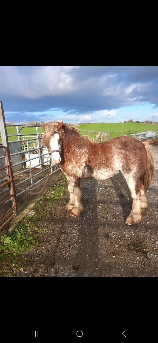 5 year old filly - Image 1