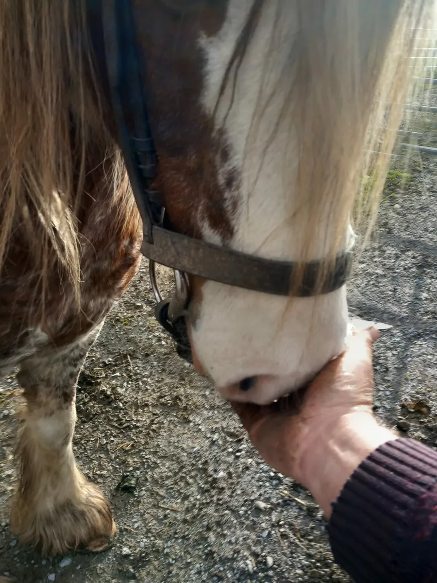 5 year old filly - Image 4